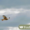 foxhillbird